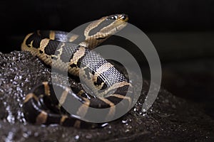 Común Agua serpiente 