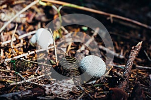 Common puffball