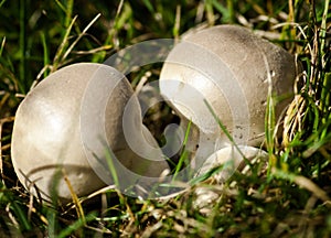 Common puffball fungi