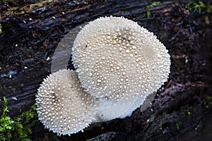 Common Puffball Fungus