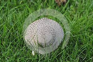 Common Puffball Fungus