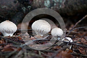 common puffball fungus Lycoperdon perlatum