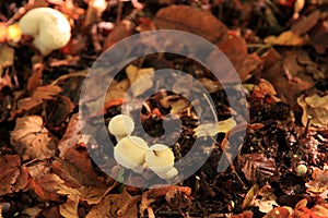 Common puffball - Lycoperdon perlatum