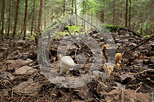 Common puffball, Lycoperdon perlatum and coral fungi, Ramaria growing in natural forest in sweden