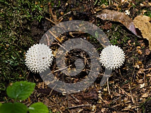 Common Puffball or Lycoperdon perlatum, edible wild mushroom, macro