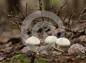 Common puffball, Lycoperdon perlatum in natural environment