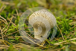 Common puffball mushroom