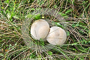 Common Puffball mushroom