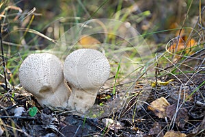 Common puffball mushroom