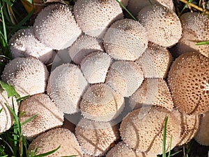 Common puffball mushroom Lycoperdon perlatum