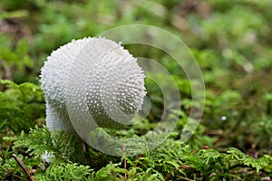 Common puffball mushroom - Lycoperdon perlatum - growing in green sphagnum moss