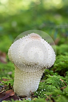 Common puffball mushroom - Lycoperdon perlatum - growing in green sphagnum moss