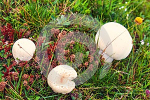 Common puffball mushrooms on a green meadow field