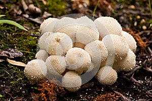 Common Puffball mushrooms Lycoperdon perlatum photo