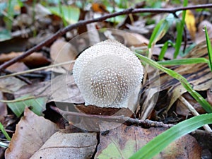Common Puffball in Pine Forest - Lycoperdon perlatum