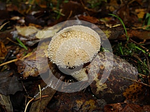 Common puffball, warted puffball, gem-studded puffball, wolf or the devils snuff-box Mushroom raincoat in the forest in nature