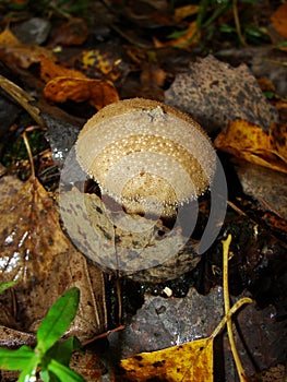 Common puffball, warted puffball, gem-studded puffball, wolf or the devils snuff-box mushroom raincoat in the forest in nature.