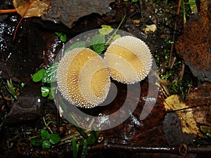 Common puffball, warted puffball, gem-studded puffball, wolf or the devils snuff-box mushroom raincoat in the forest in nature.