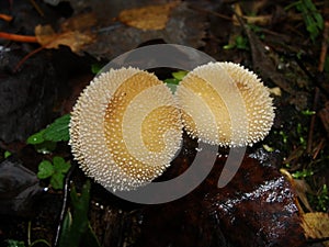 Common puffball, warted puffball, gem-studded puffball, wolf or the devils snuff-box mushroom raincoat in the forest in nature.