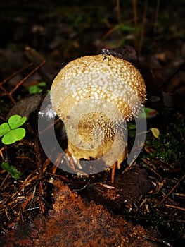 Common puffball, warted puffball, gem-studded puffball, wolf or the devils snuff-box mushroom raincoat in the forest in nature.