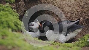 Common Puffins Playing WIth Their Colorful Beaks On The Burrow In Skomer Island. -medium s