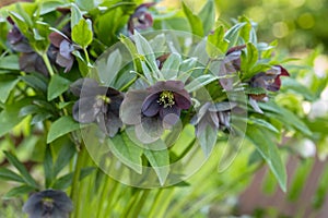 The common purple hellebore flowers. Hellebores purpurascens