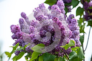 Common purple lilac flowers close up in spring time photo