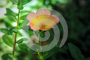 Common purslane flower