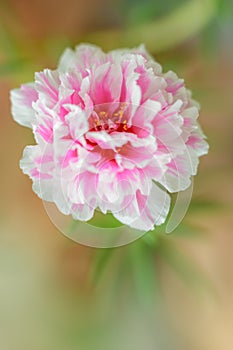 Common Purslane flower.