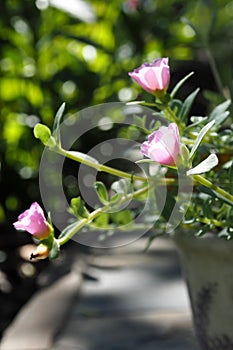 Common Purslane in pink