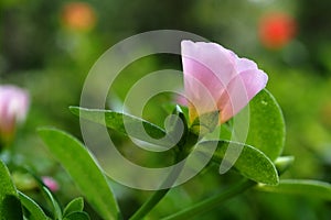 Common Purslane in pink