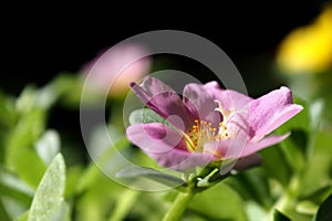 Common Purslane in pink closeup