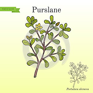 Common Purslane Portulaca oleracea , or verdolaga, pigweed photo