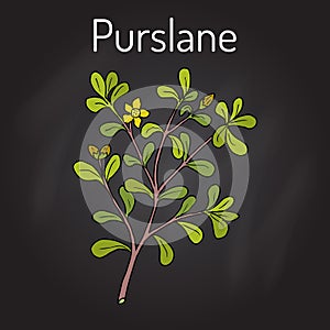 Common Purslane Portulaca oleracea , or verdolaga, pigweed, little hogweed
