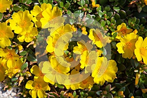 Common purslane Portulaca oleracea yellow flowers
