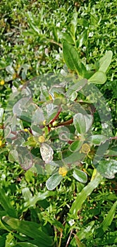 Common Purslane or Portulaca oleraceae is an annual succulent in the family Portulacaceae.