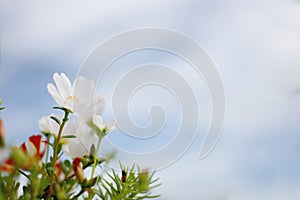 Common Purslane, Verdolaga, Pigweed, Little Hogweed, Pusley blooming with blue sky background