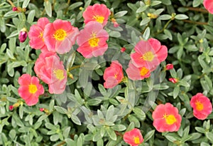 Common Purslane, Verdolaga, Pigweed, Little Hogweed, Pusley sweet pink flower photo