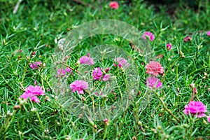 Common Purslane,Verdolaga,Pigweed Pusley,flower bloom pink green
