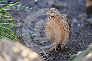 Common quail