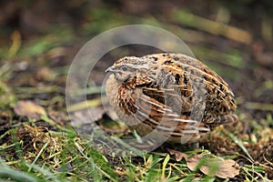 Common quail photo