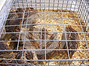 The common quail in the cage on farmers market, race for eggs and meat, dark wild color