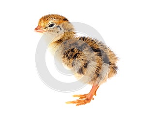 Common quail chick isolated on white background, Coturnix coturnix