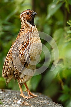 Common Quail, Coturnix coturnix, bird in the nature habitat. Quail sitting on the stone. Quail in the forest.