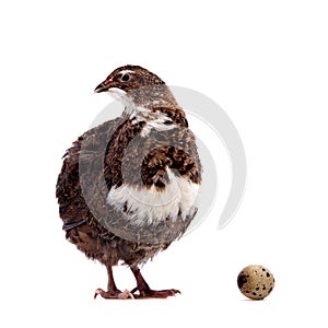 The common quail with its eggs on white