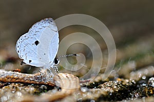 Common quaker butterfly