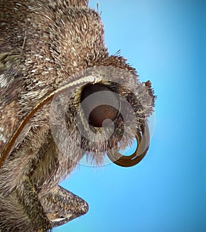 Common Quaker Moth Macro Profile photo