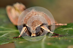 Common quaker moth (Orthosia cerasi) head on
