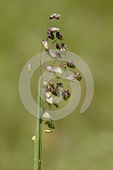 Common Quaking Grass - Briza media