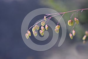 Common quaking grass